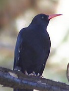 Vidyadhar ...